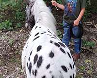 black-white-leopard-horse