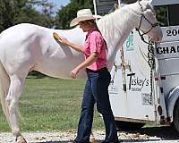 athletic-quarter-horse