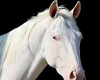 blue-eyed-quarter-horse