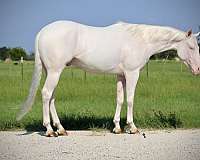 flashy-quarter-horse