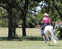 performance-quarter-horse