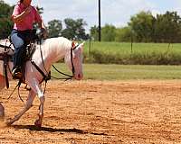 reining-quarter-horse