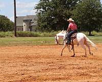 roping-quarter-horse
