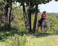 show-quarter-horse