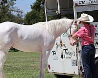 trail-quarter-horse