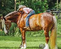 silb-draft-horse