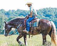 all-around-gypsy-vanner-horse