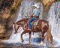 silb-lesson-horse