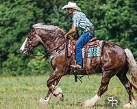 athletic-gypsy-vanner-horse