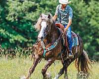 beginner-gypsy-vanner-horse