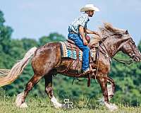 cross-gypsy-vanner-horse