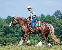 draft-gypsy-vanner-horse