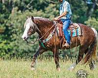 flashy-gypsy-vanner-horse