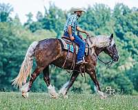 jumping-gypsy-vanner-horse