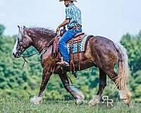 kid-safe-gypsy-vanner-horse