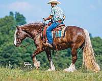 lesson-gypsy-vanner-horse