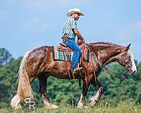 parade-gypsy-vanner-horse