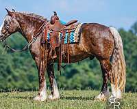 ridden-english-gypsy-vanner-horse