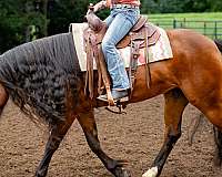 athletic-gypsy-vanner-horse