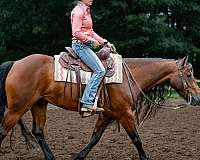 all-around-gypsy-vanner-horse