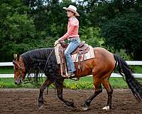 bay-small-sock-horse