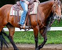 barrel-gypsy-vanner-horse