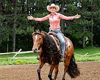 beginner-gypsy-vanner-horse