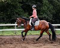 cross-gypsy-vanner-horse