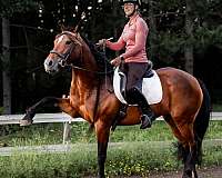cowboy-mounted-shooting-gypsy-vanner-horse