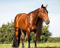 breeding-gypsy-vanner-horse