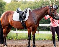 draft-gypsy-vanner-horse