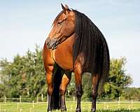 dressage-gypsy-vanner-horse