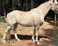 sabino-bald-face-stockings-horse