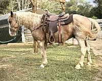 sabino-mustang-gelding