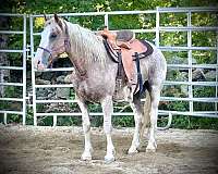 sabino-mustang-for-sale