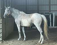 athletic-thoroughbred-horse