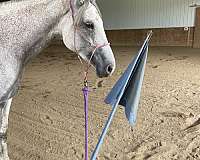 hunt-seat-equitation-thoroughbred-horse