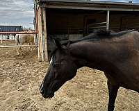 clever-trick-thoroughbred-horse