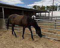 durable-thoroughbred-horse