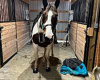 make-offer-paint-horse