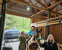 affordable-paint-horse