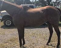 all-around-thoroughbred-horse