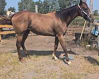 dressage-thoroughbred-horse