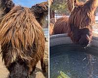 dark-noes-donkey