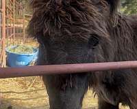 brown-wooly-donkey