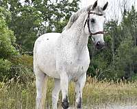ridden-engl-warmblood-horse
