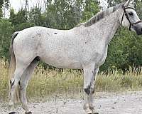 wb-gelding-horse