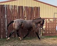 oklahoma-stallion
