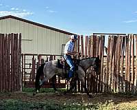 pat-cowan-stallion