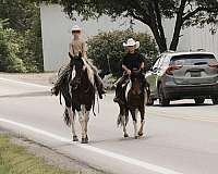 companion-pony